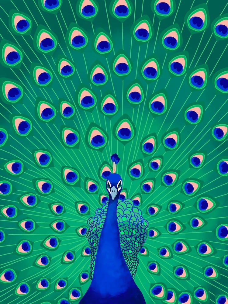Vibrant Peacock