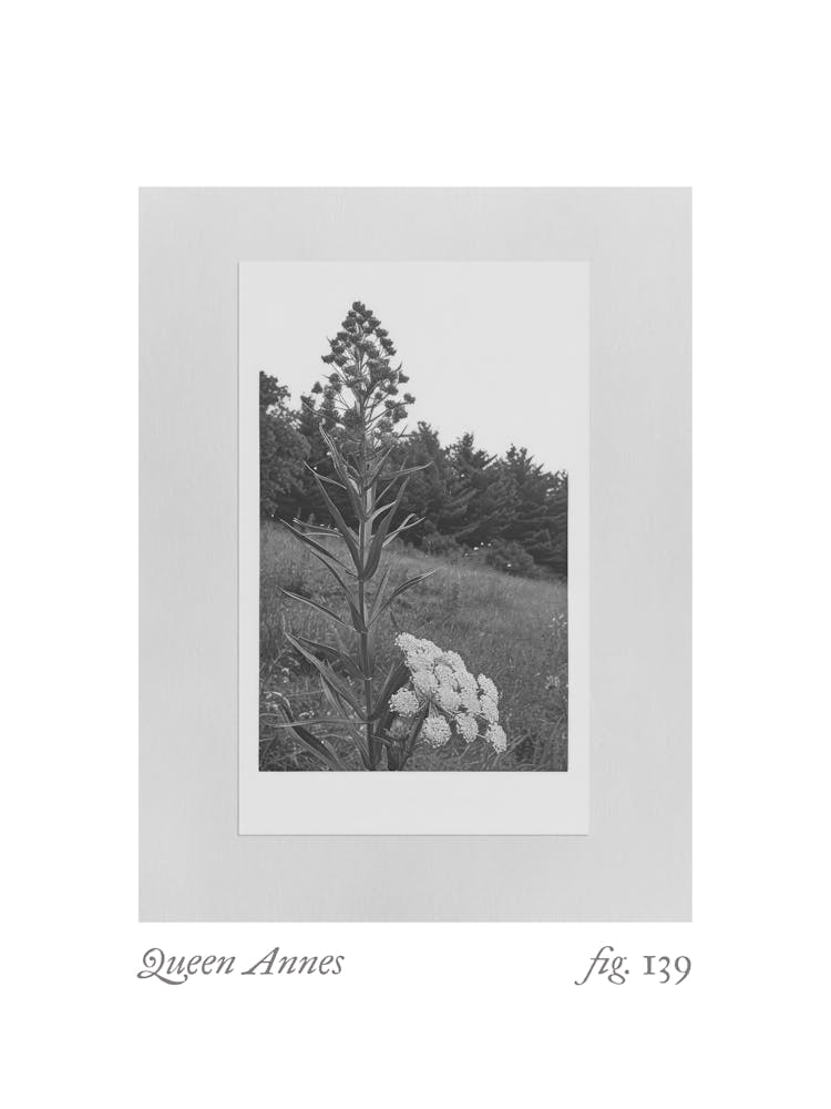 Queen Annes Botanical Collage 1