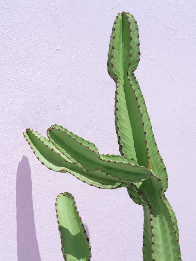 Cactus On Pink Pastel Textured Wall