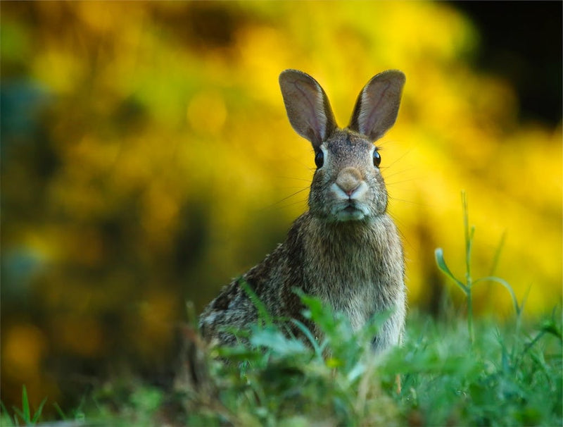 Rabbit In The Grass 1