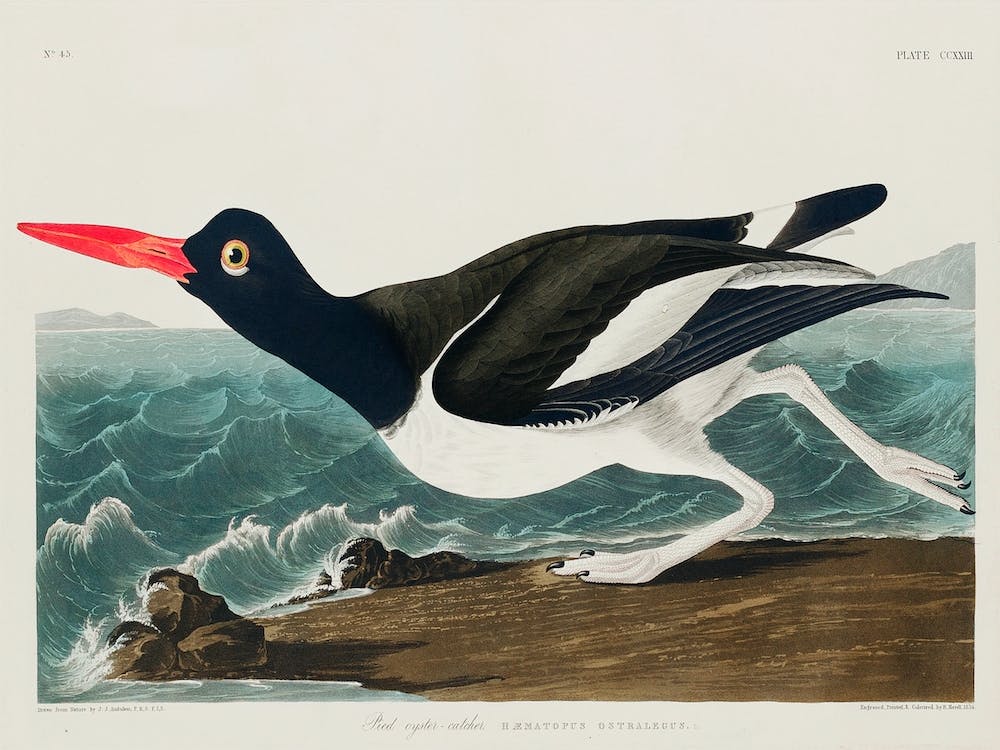 Pied Oyster Catcher, Birds Of America, John James Audubon