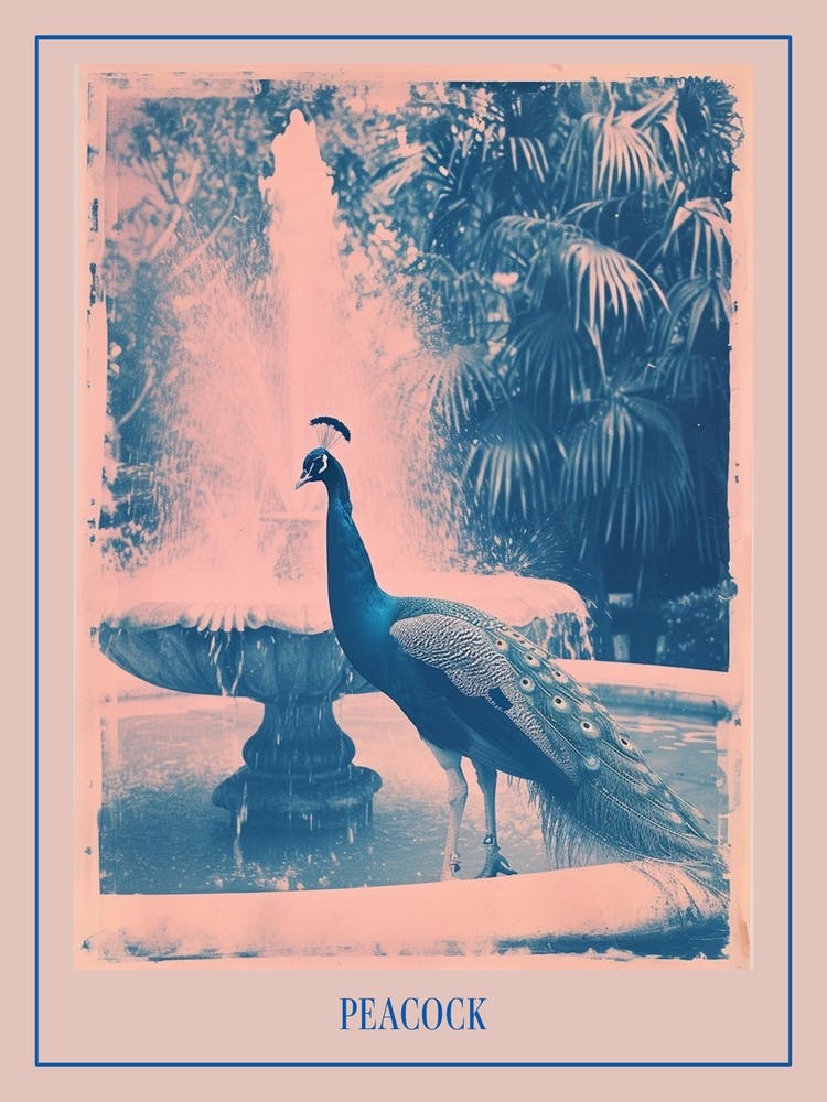 Pink & Blue Peacock In The Fountain Poster