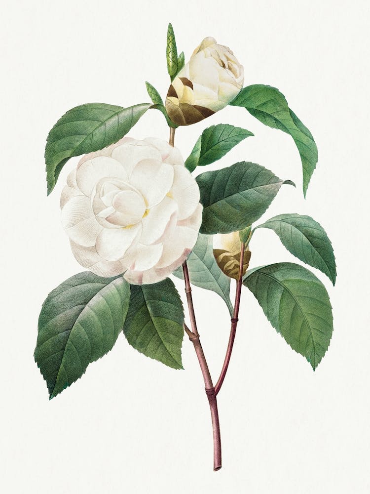 White Camellia, Pierre Joseph Redouté