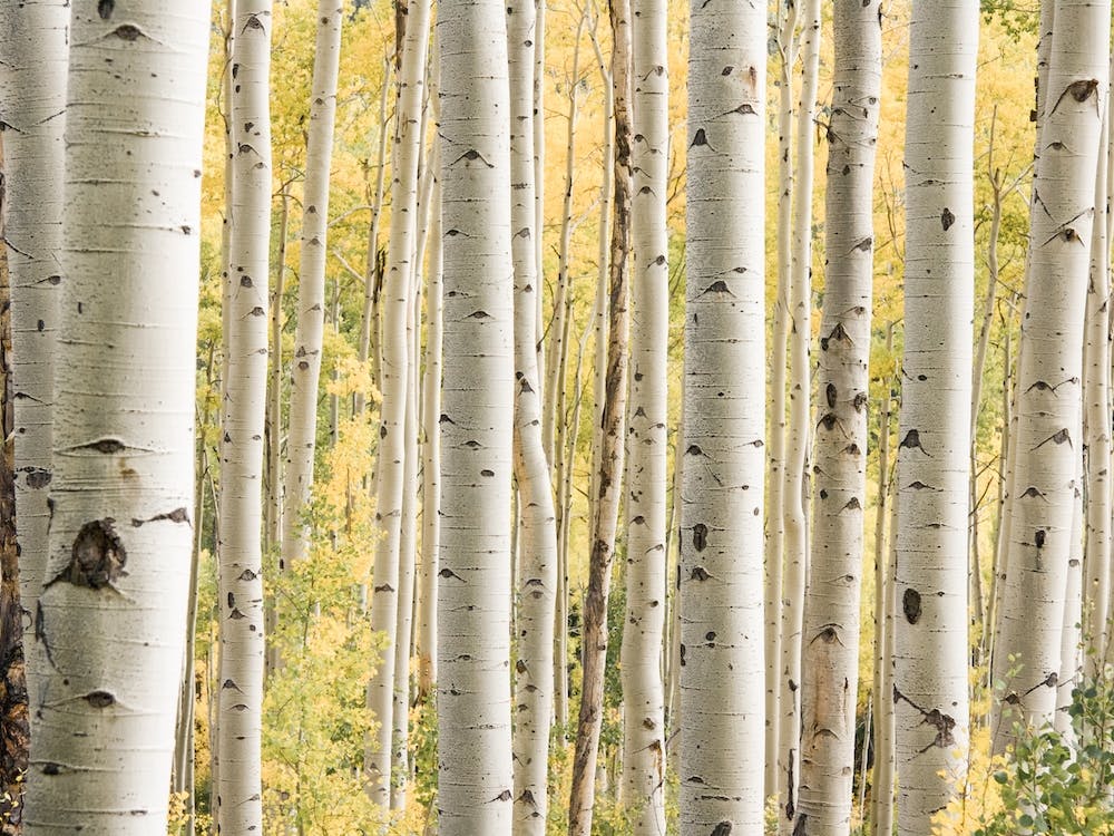 Colorado Forest