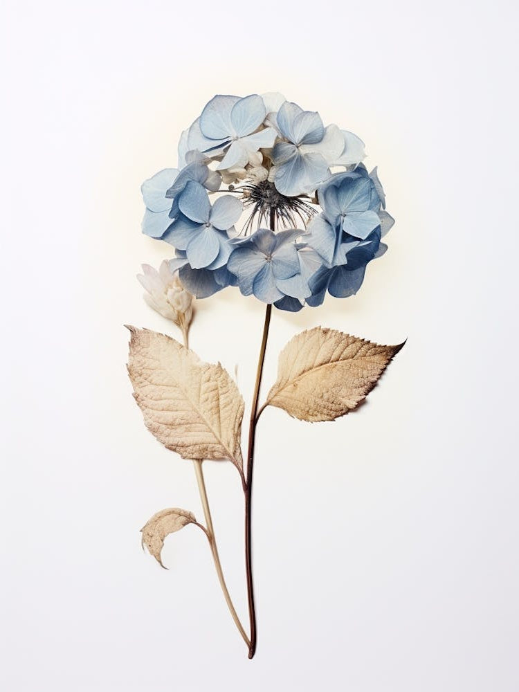 Pressed Flower Botanical Art Hydrangea 2