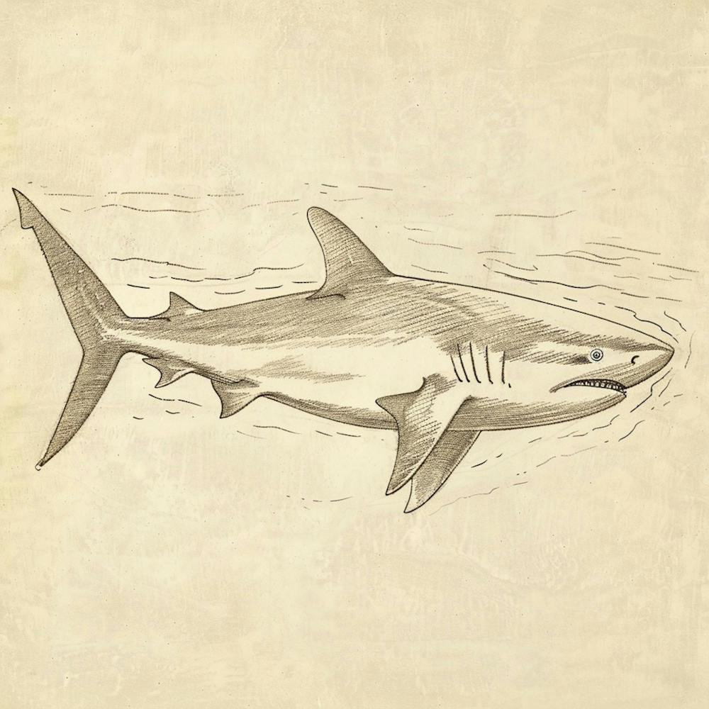 Carpet Shark Vintage Illustration 3