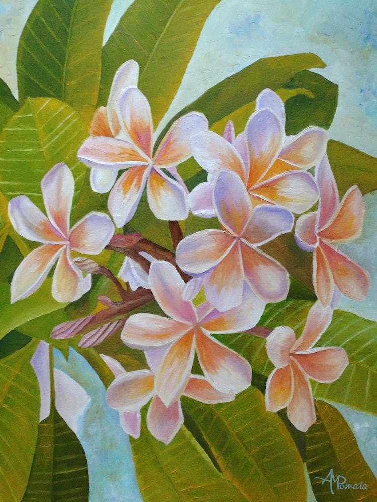Plumeria