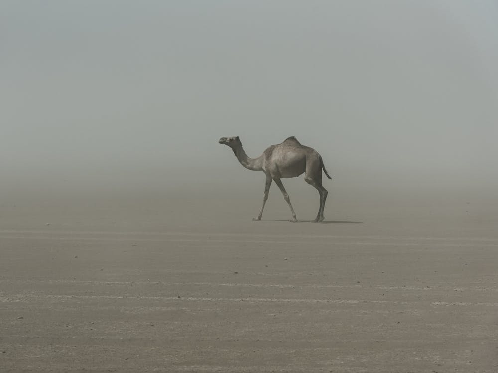 Lonely Camel In The Desert