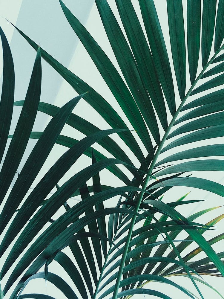 Palm Leaves
