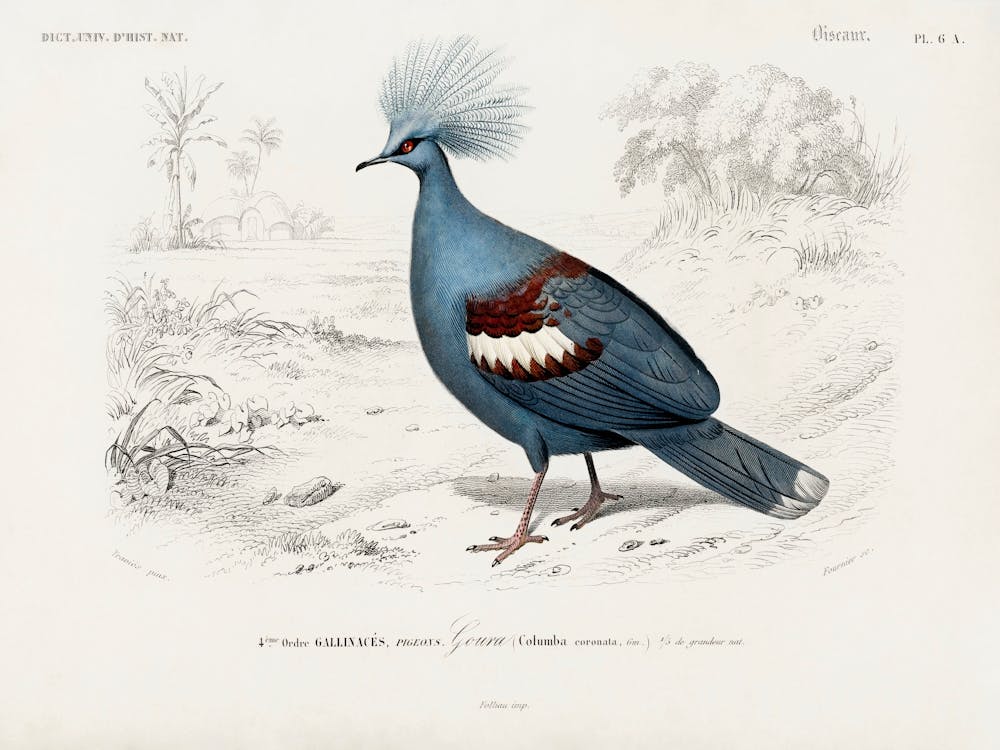 Goura Illustrated, Charles Dessalines D'Orbigny