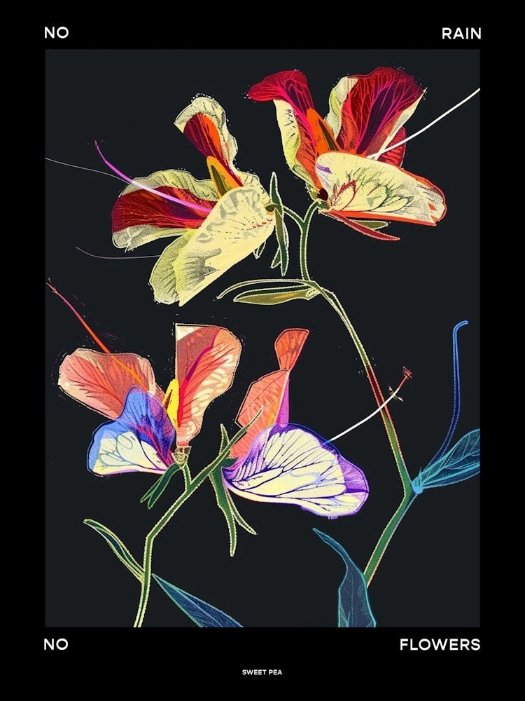 No Rain No Flowers Poster Sweet Pea 2