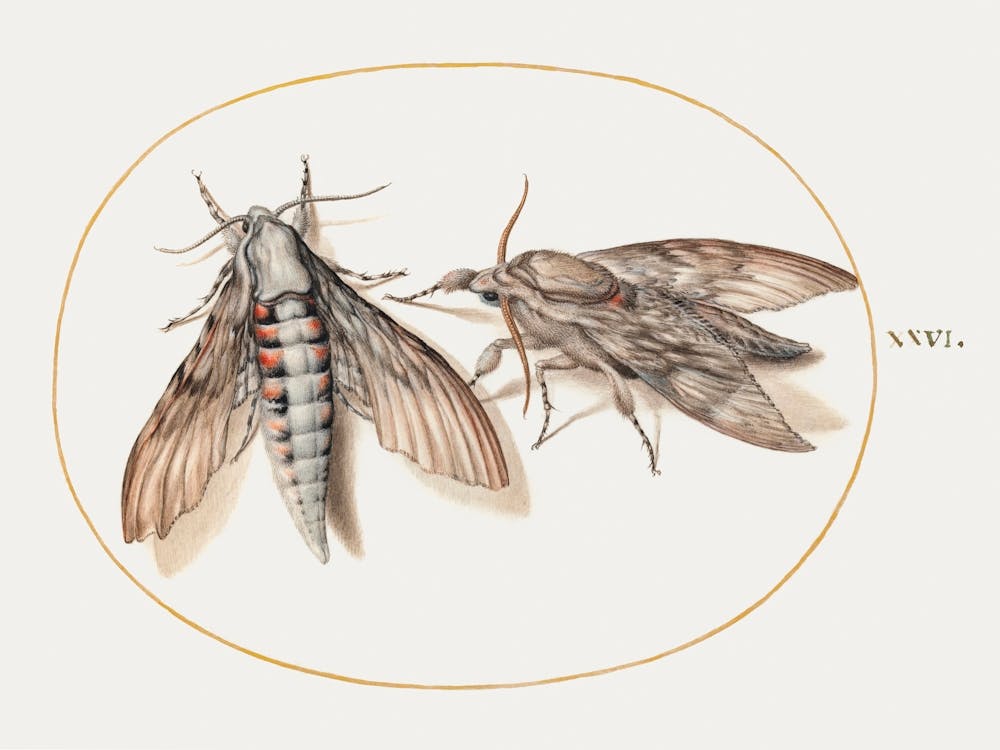 Two Hawk Moths (1575–1580), Joris Hoefnagel