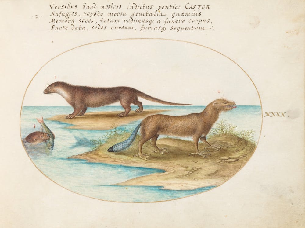 Quadervpedia Animals And Reptiles, Joris Hoefnagel (5)