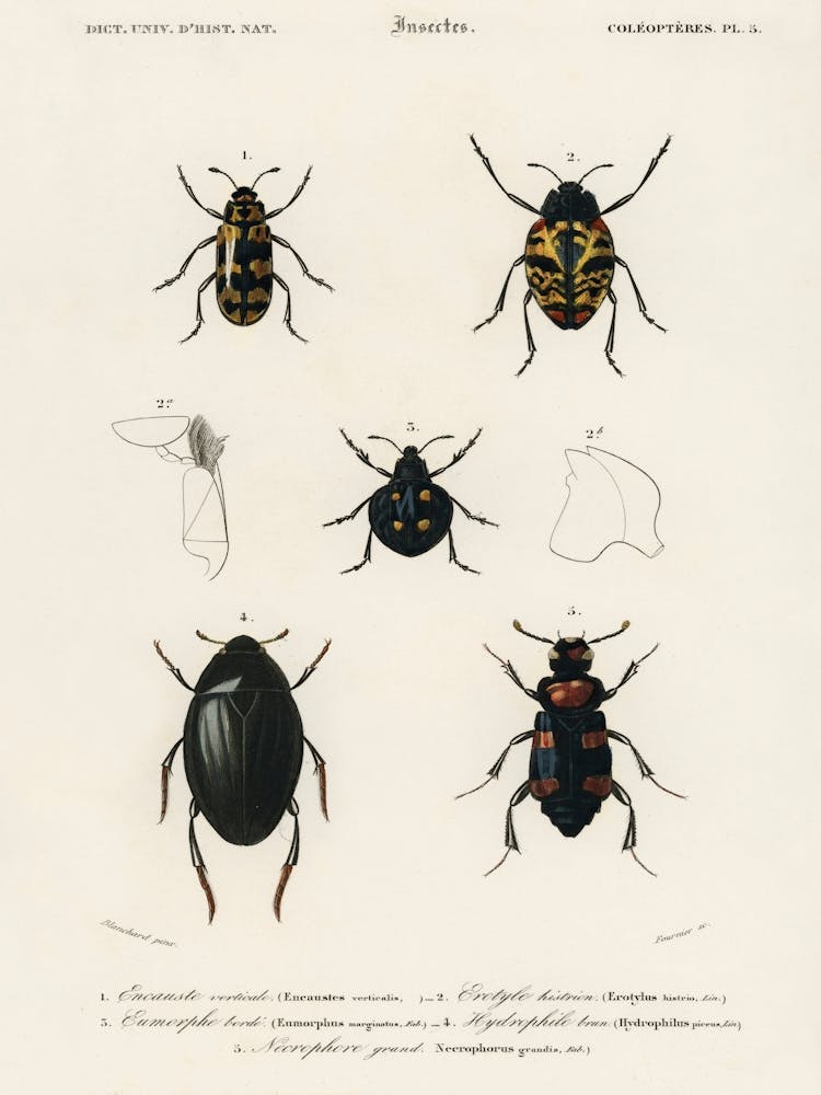 Different Types Of Beetles, Charles Dessalines D'Orbigny 2