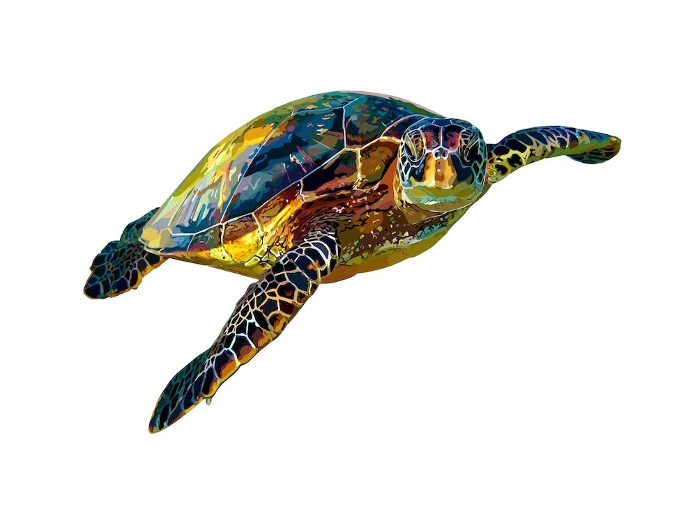 Hawksbill Sea Turtle