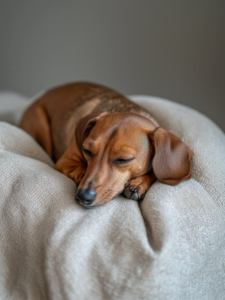 Dachshund Sleeping.Generated AI. Wall