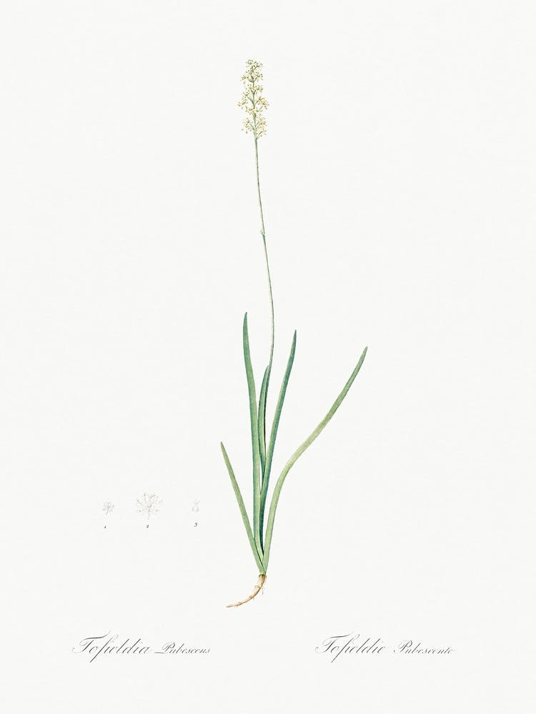 Tofield S Asphodel Illustration From Les Liliacées (1805), Pierre Joseph Redoute