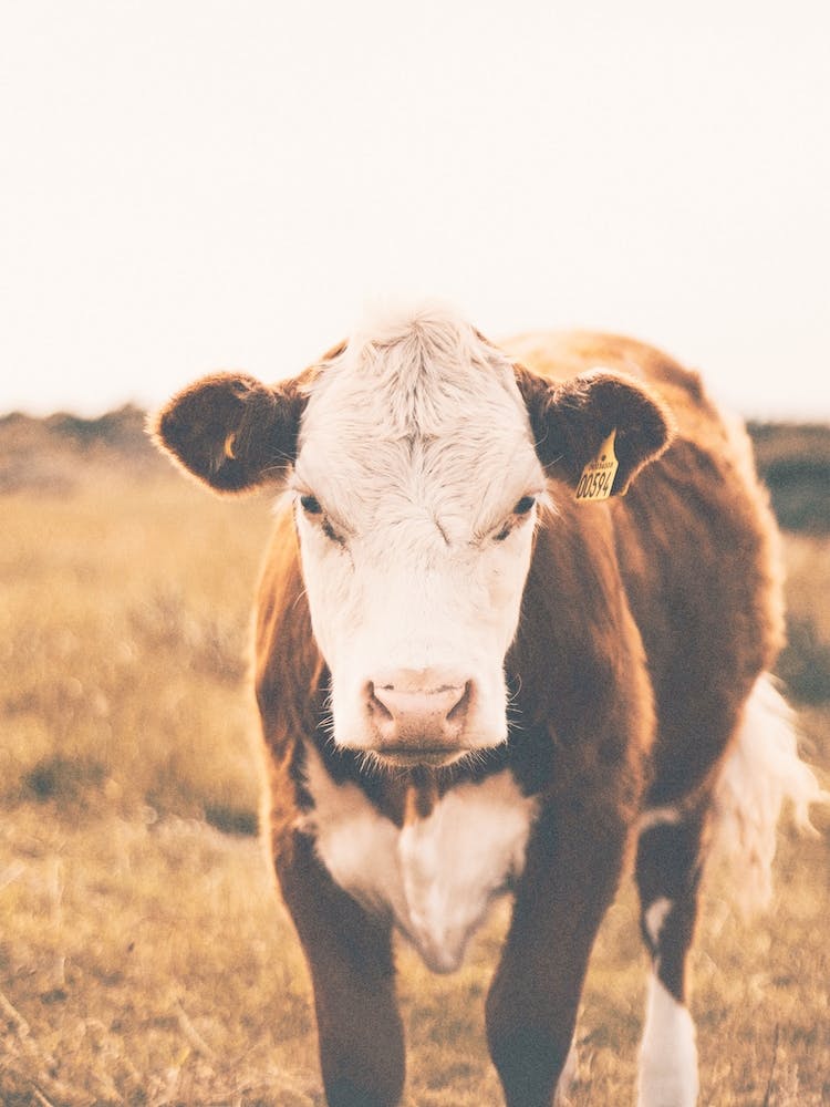 Brown Milk Cow