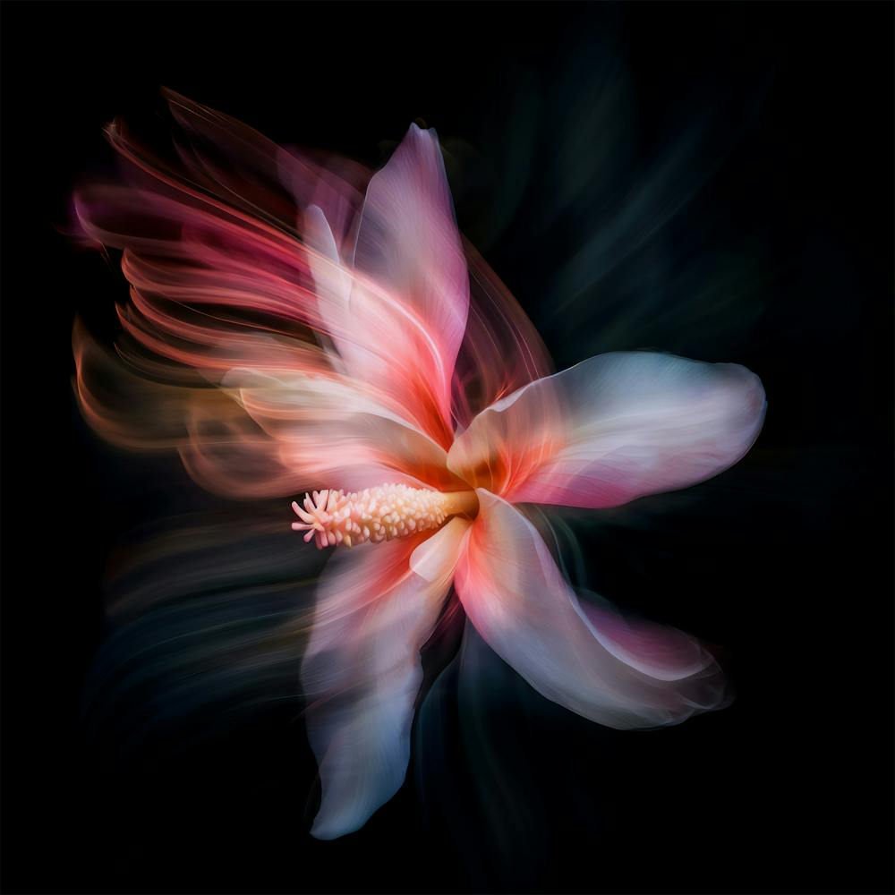 Hibiscus Flower 1