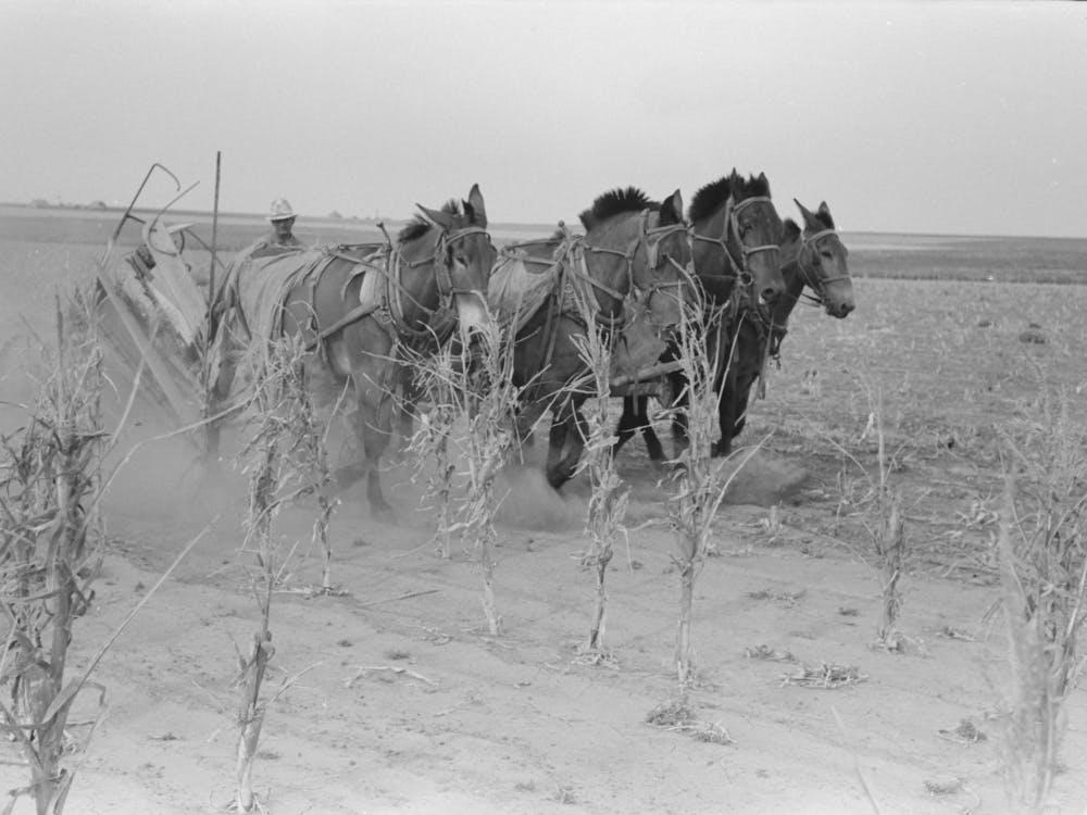 Untitled Photo, Possibly Related To Four Horse Team Cutting Corn For Fodder, Sheridan County, Kansas By Russell