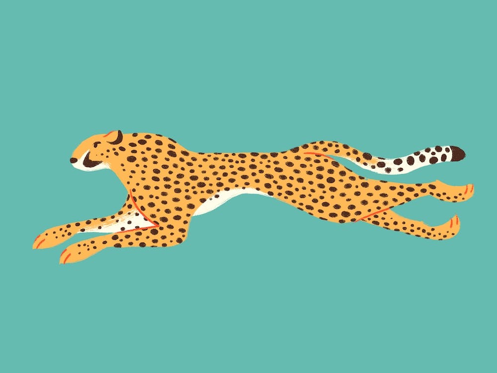 Leopard