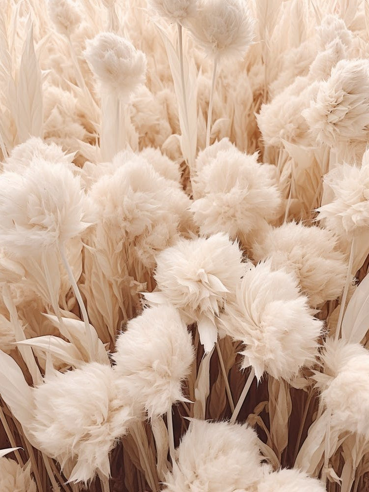 Boho Dried Flowers Celosia 1