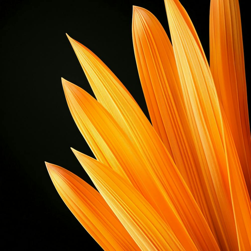 Close Up Of Orange Flower