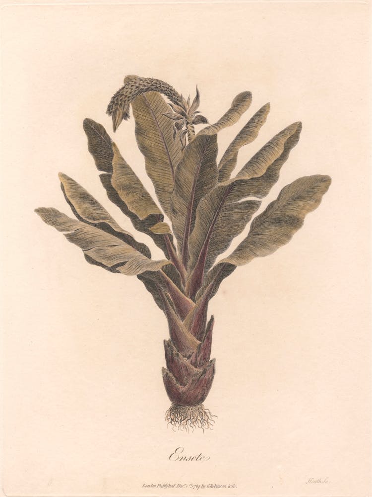 Ensete (1789), James Heath 1