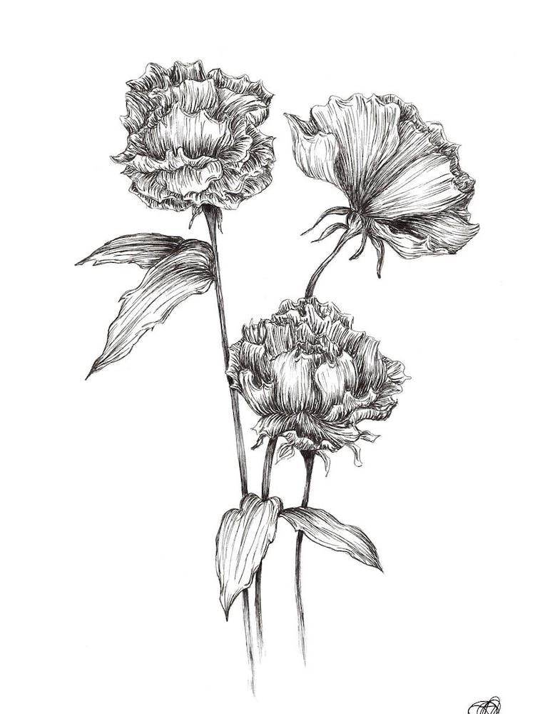 Black and White Peonies