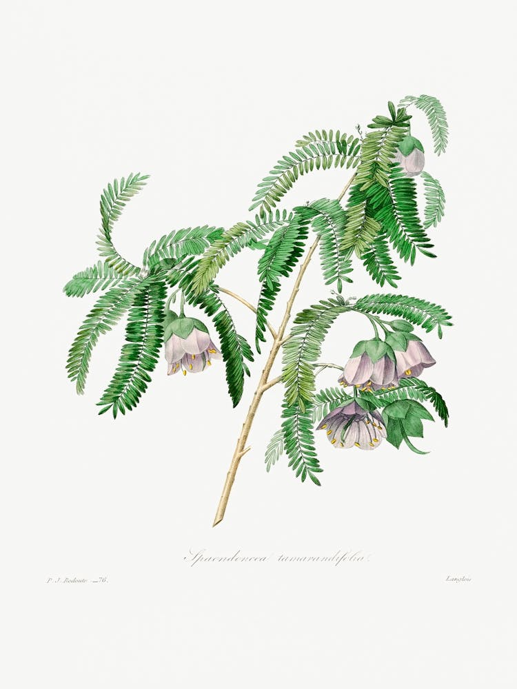 Purple Peach Blossom, Pierre Joseph Redoute