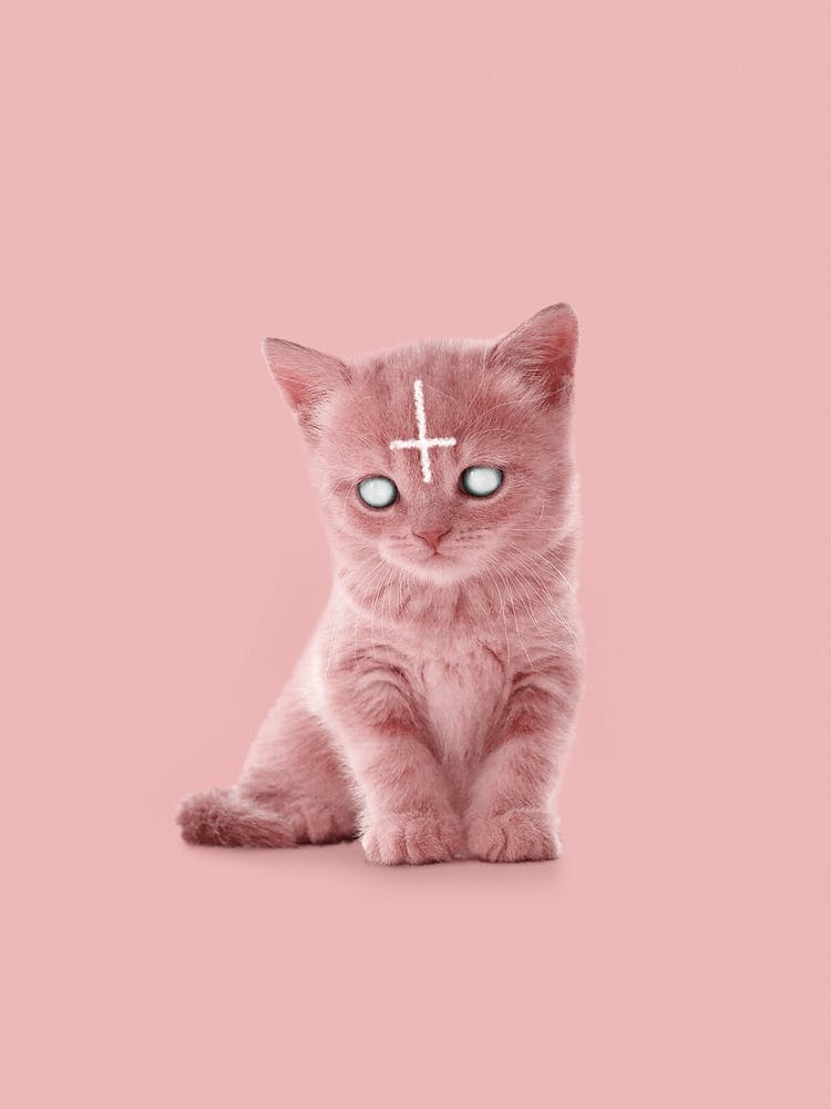 Lucipurr
