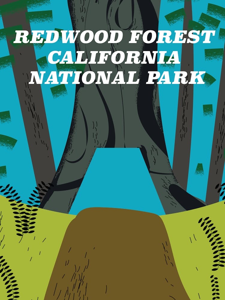 Redwood Forest California National Park