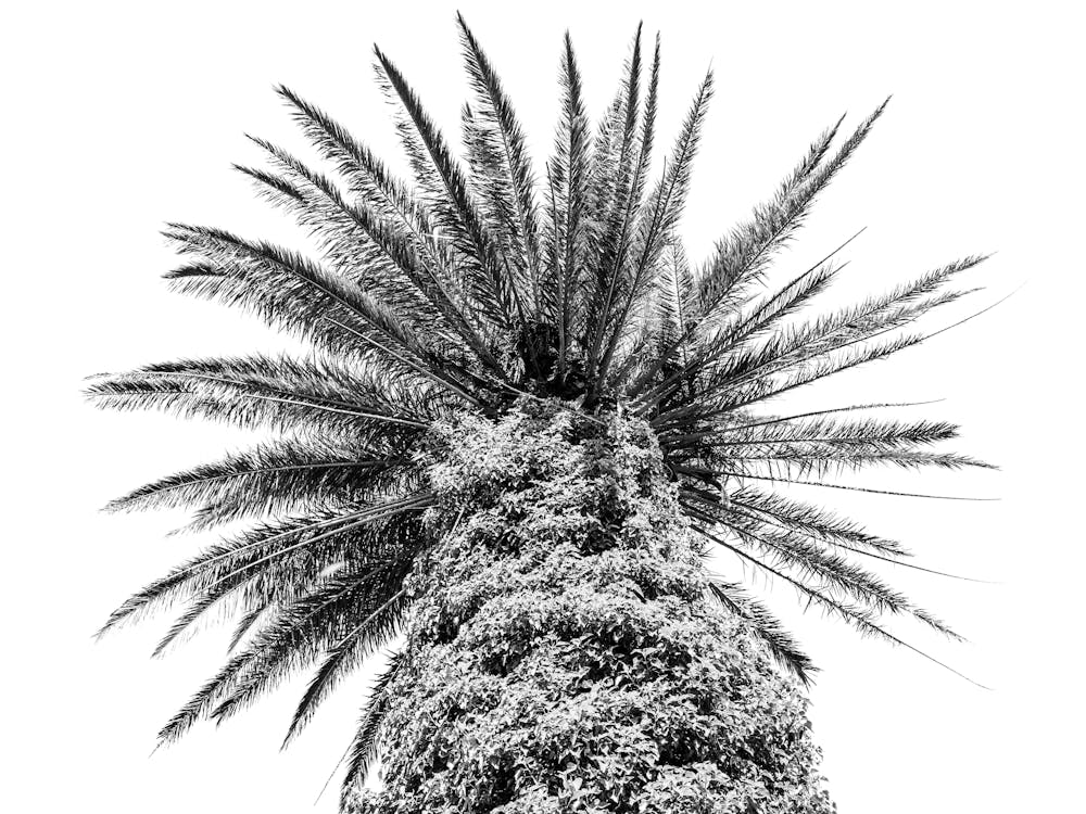 Black and White Botanical Palm Tree In Sicily