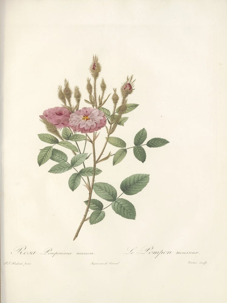 Rose Illustration, Pierre Joseph Redoute (71)