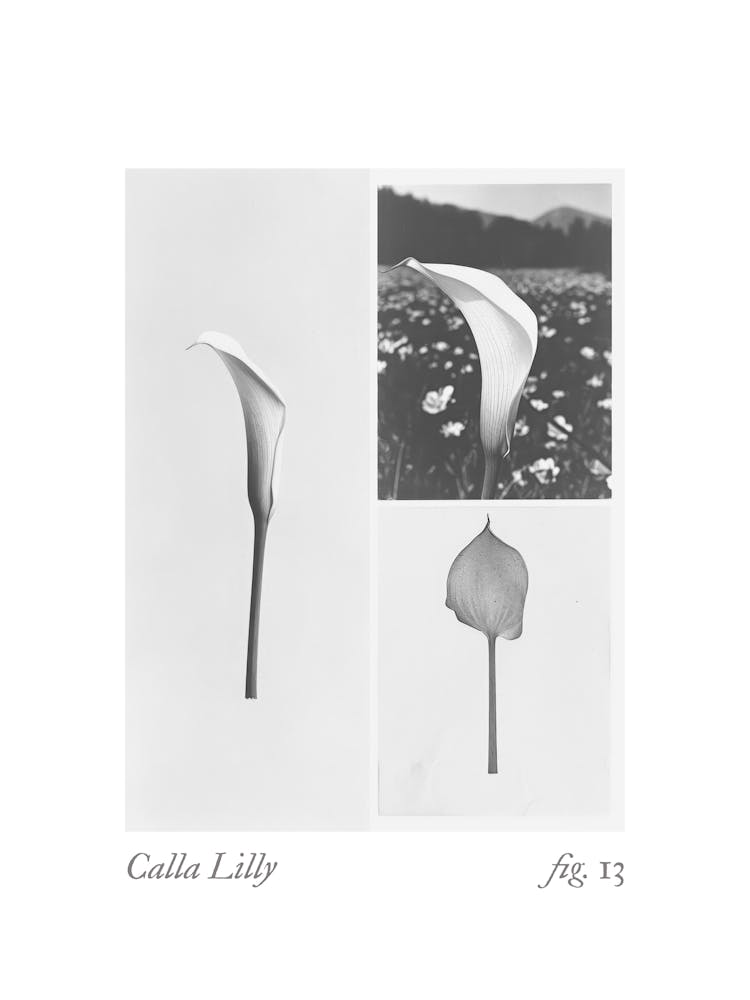 Calla Lilly Botanical Collage 1
