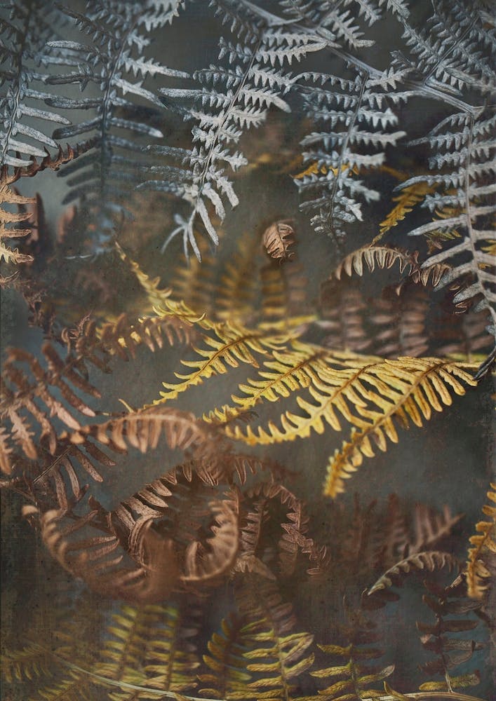 Earthy Ferns 1