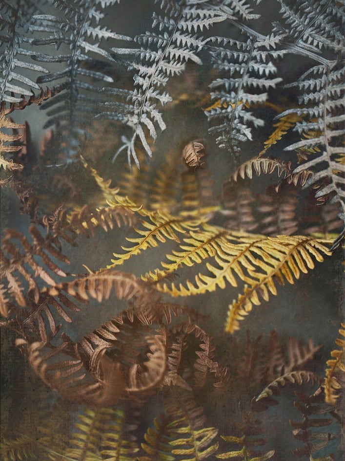 Earthy Ferns 1