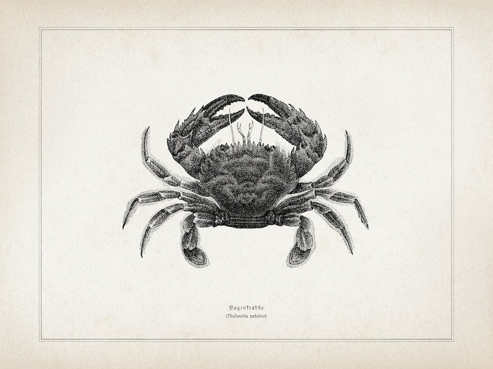 Vintage Brehm 2 Bogenkrabbe