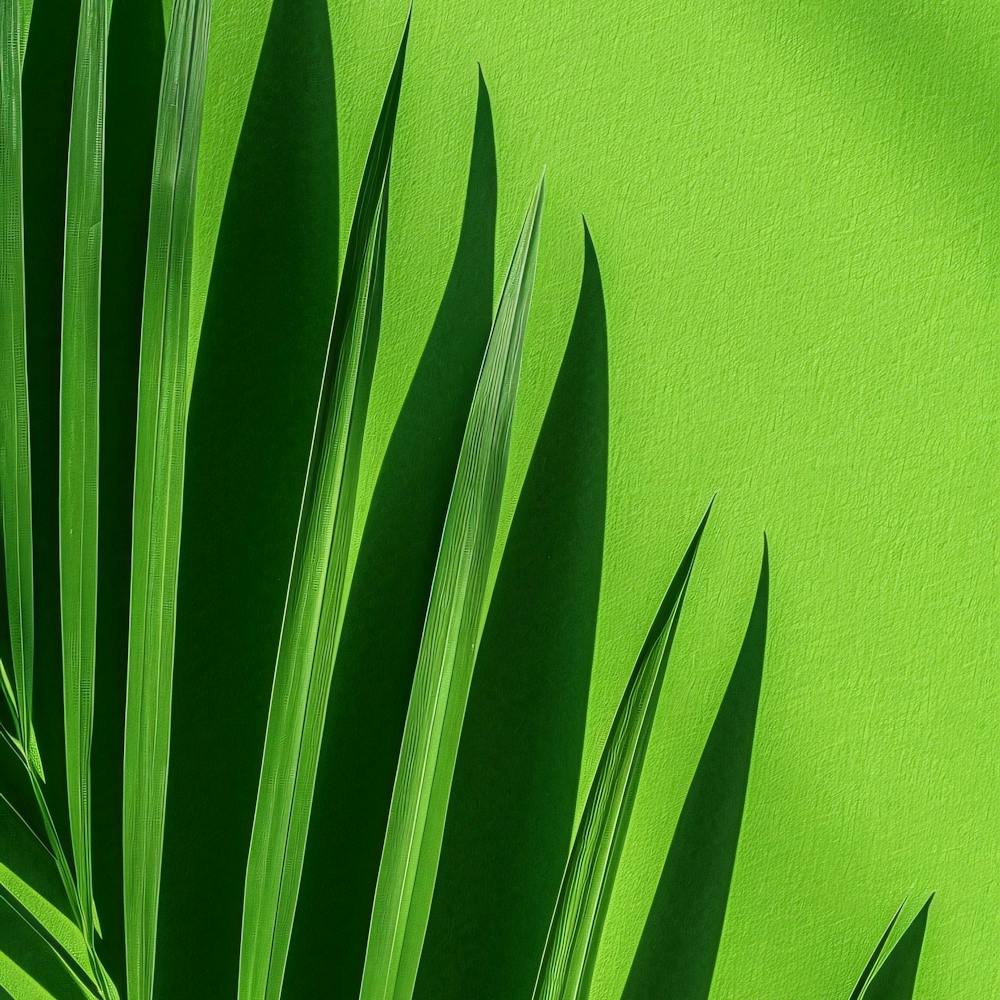 Green Palm Leaf