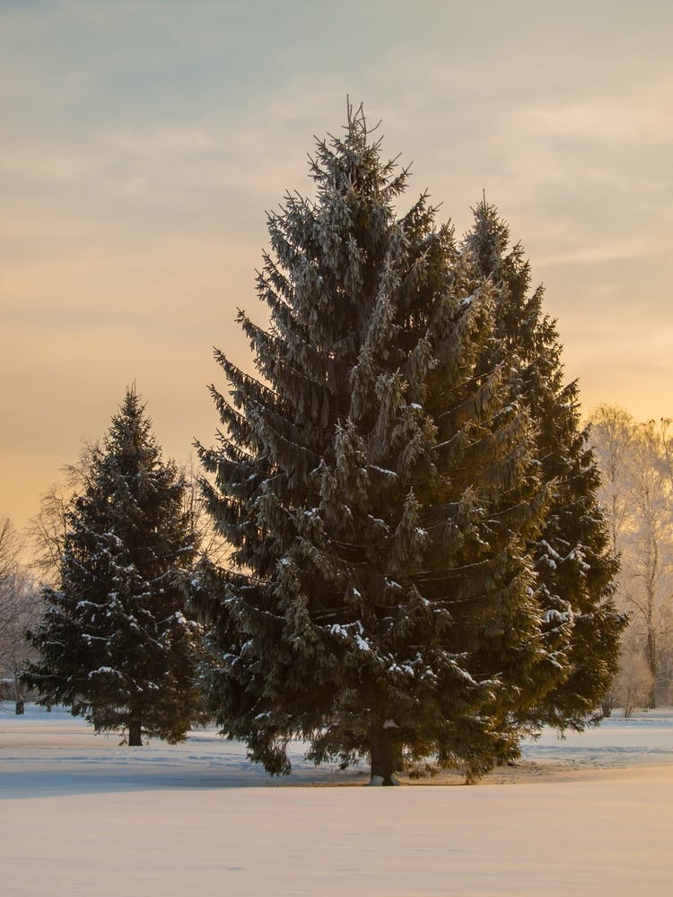 Winter'S Day