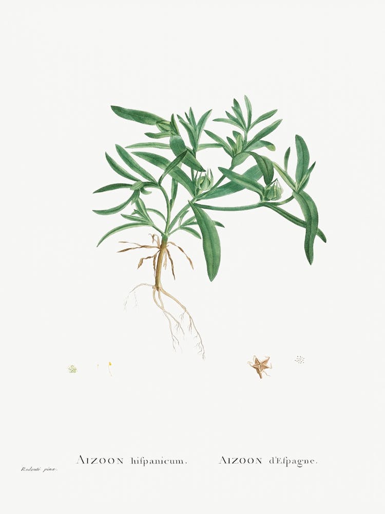 Aizoon Hifpanicum, Pierre Joseph Redoute