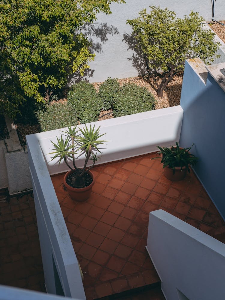 The Cactus Spotlight, Lagos, Portugal