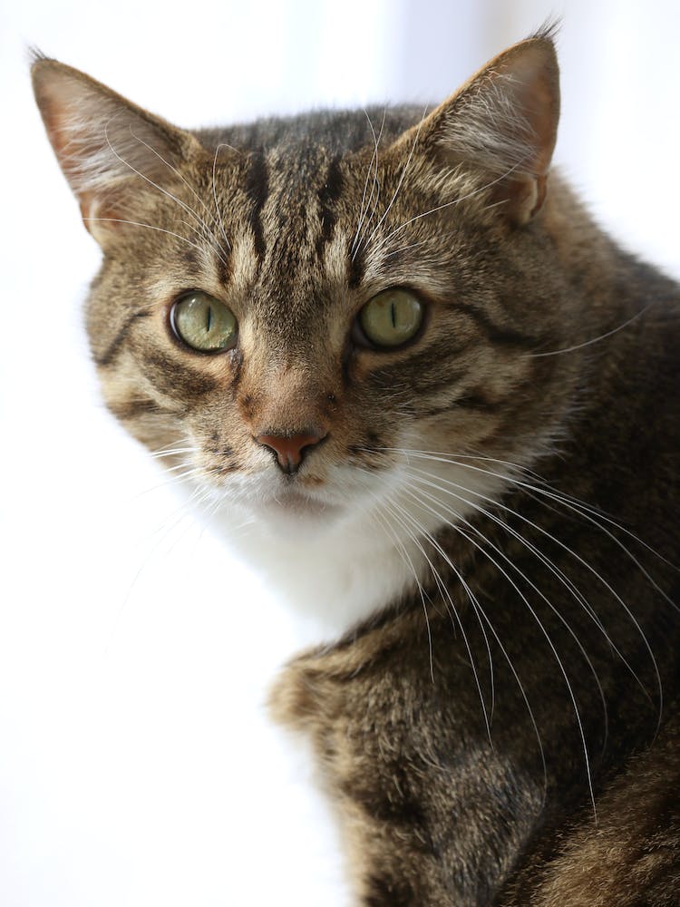 Tabby Cat