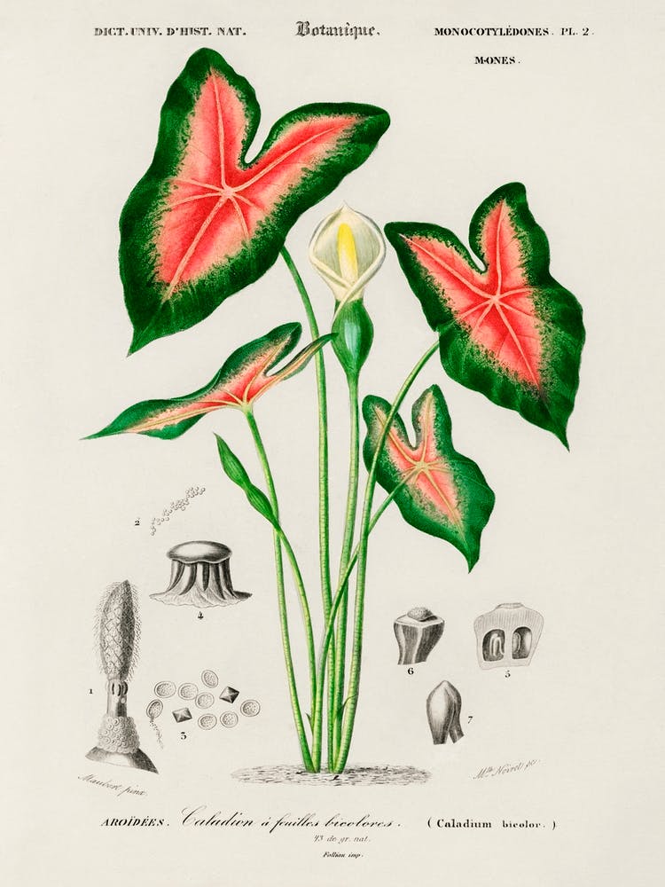 Elephant Ear (Caladium Bicolor), Charles Dessalines D' Orbigny