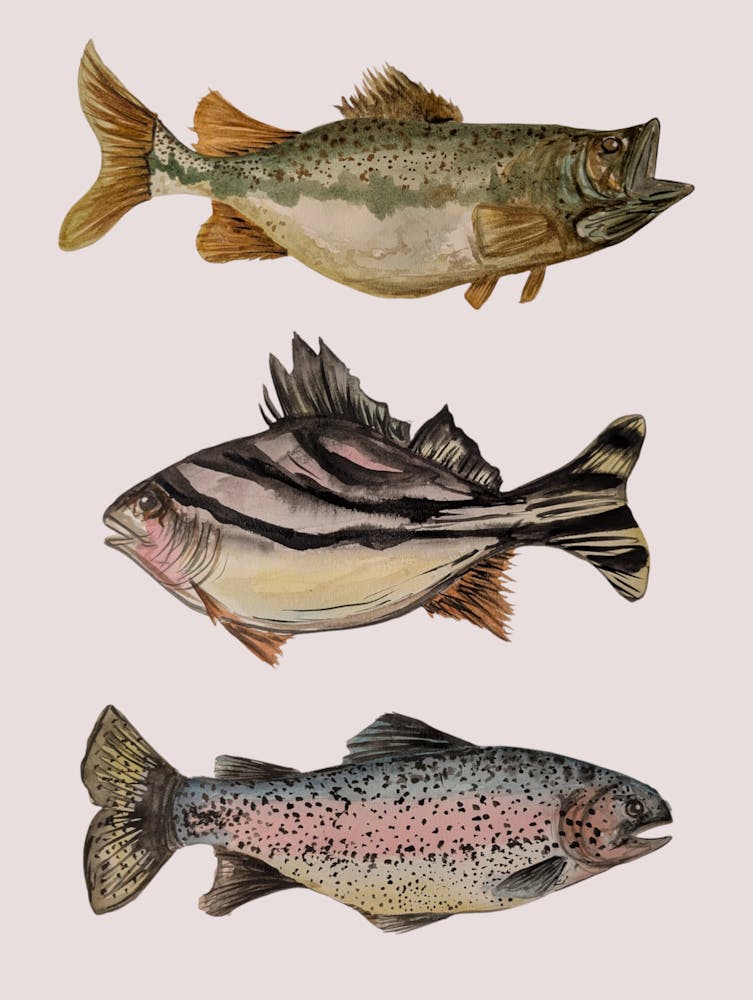 Triple Fish Nautical