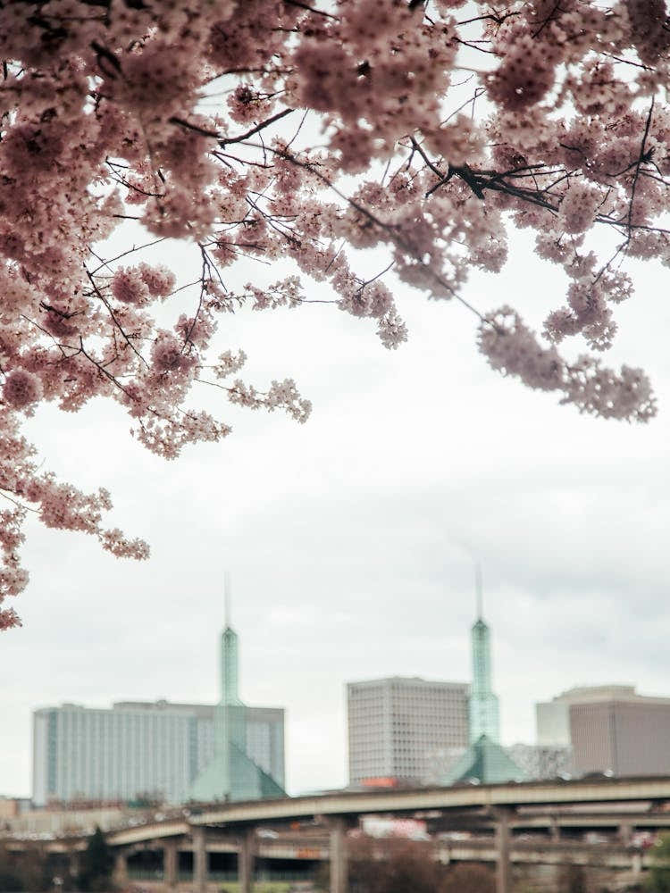 Cherry Blossoms Portland