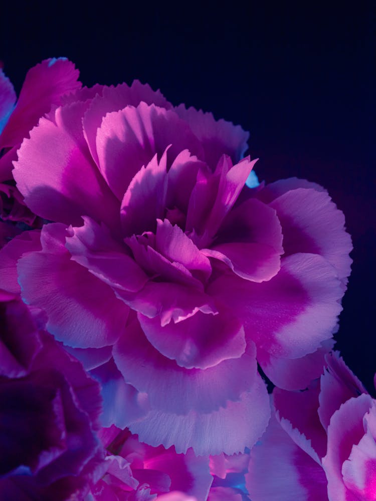 Carnations 2