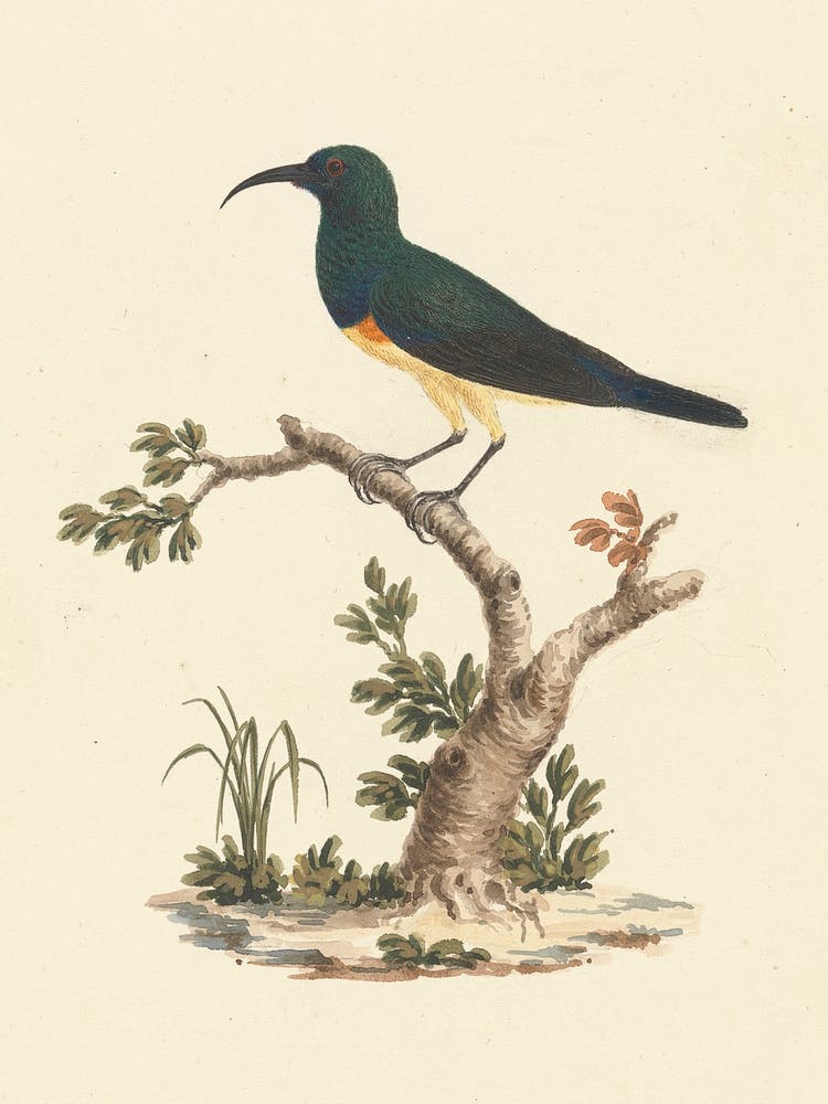 Unidentified Sunbird, Luigi Balugani