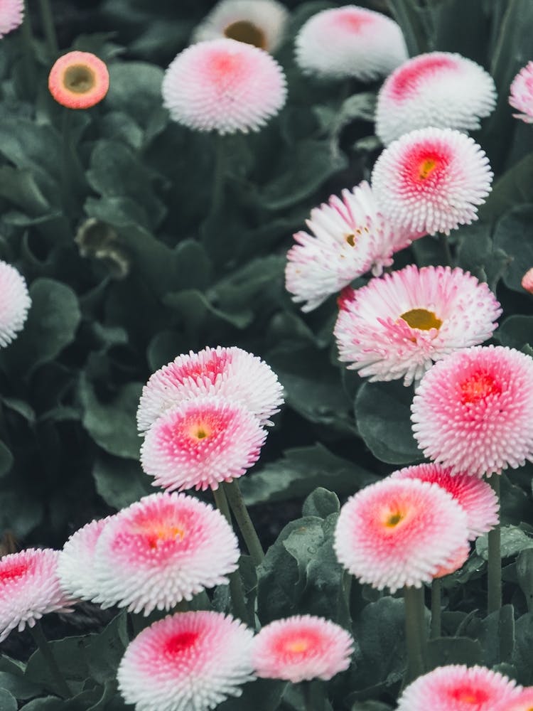 Bellis Pink Flower