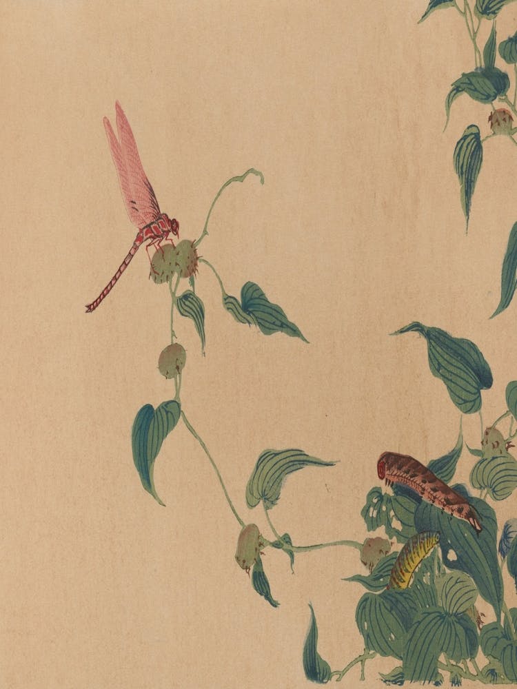 Dragonfly On A Plant